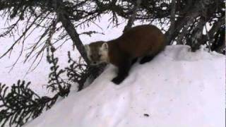 Newfoundland Pine Marten [upl. by Leoine]