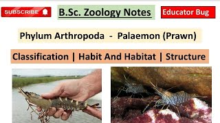 PalaemonPrawn🦐Bsc Zoology ClassificationHabit and Habitat StructureNotes In Englisheducator [upl. by Croft]