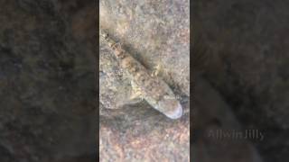 ஆற்றில் கோபி மீன்🦈🧐 Goby Fish  Tank cleaner allwinjilly villagelife nature kids story [upl. by Asseniv]