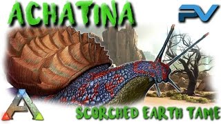 ARK SCORCHED EARTH  TAMING AN ACHATINA ON THE SCORCHED EARTH [upl. by Eaj]