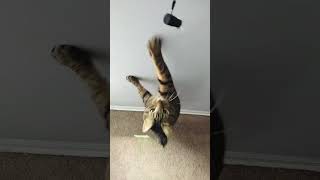 How to make a cat bipedal youtube yutubeshorts cat [upl. by Oirelav]