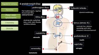 Biológia  Hormonálna sústava [upl. by Naitsirhc]