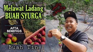 Macam tak percaya ada LADANG BUAH SYURGA di Hulu Selangor  Buah Tin [upl. by Ribble]