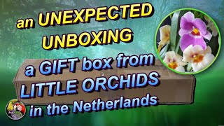 an UNEXPECTED UNBOXING  a box from LITTLE ORCHIDS in the Netherlands [upl. by Ycnan605]