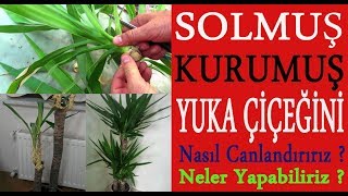 Solmuş kurumuş yuka çiçeklerini nasıl canlandırırız ve nasıl çoğaltırız [upl. by Noorah]