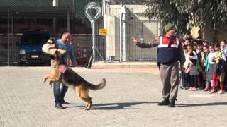 Jandarma Köpeği Tetik [upl. by Ezalb]