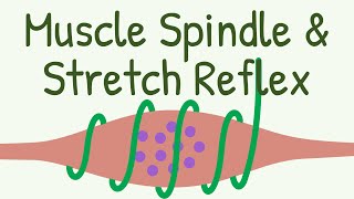 Muscle Spindle amp Stretch Reflex  Knee Jerk Reflex [upl. by Ahsatniuq]