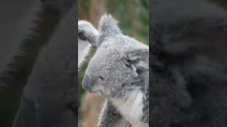 Koala Chronicles Fascinating Facts About Australias Iconic Marsupial [upl. by Gilbertson89]