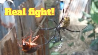 COCKROACH VS ARGIOPE APPENSA SPIDER  CAUGHT ON CAMERA  FeedingFreenzyTV [upl. by Anne-Marie509]