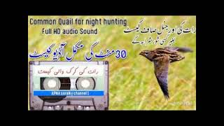 Batair  batair ki mix awaz  batair call  quail  quail sounds  batair ki awaz  quail mix sounds [upl. by Eecyaj54]