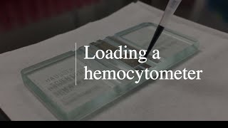 Loading a Sample into a Hemocytometer [upl. by Jessica]