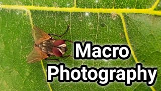 Macro photography result [upl. by Viehmann954]