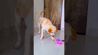 मेरे डॉगी की बेस्ट फ्रेंड कौन है😥funnydogs shorts [upl. by Rotberg673]