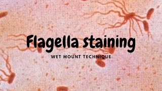 Flagella Staining  WetMount Procedure Ryu method [upl. by Zilber]