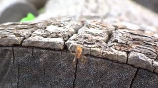 AwA Marbled Orange OrbWeaver Spider Araneus marmoreus [upl. by Eeruhs]