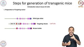 Cells of Immune SystemTransgenesis  2 [upl. by Vidovik]