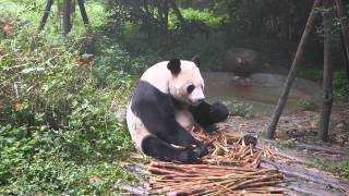 Adult panda eating bamboo [upl. by Yelsna]