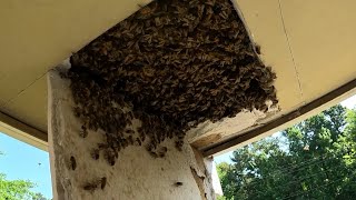 MASSIVE BEEHIVE Found In An Apartment by YappyBeeman TM [upl. by Alih]