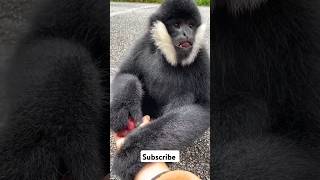 Black Crested Gibbon trending youtubeshorts shorts funny [upl. by Aretina250]