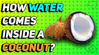 How Water forms inside Coconut [upl. by Ul]