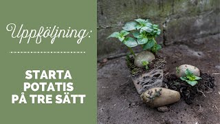 Uppföljning Starta potatis på tre sätt [upl. by Kiona]