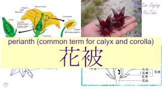 quotPERIANTH COMMON TERM FOR CALYX AND COROLLAquot in Cantonese 花被  Flashcard [upl. by Platon671]