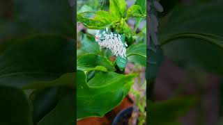 Found this crazy tomato hornworm in my garden [upl. by Akcired]