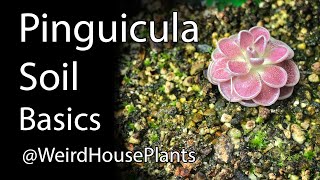 Pinguicula Soil for Beginners [upl. by Irrep]