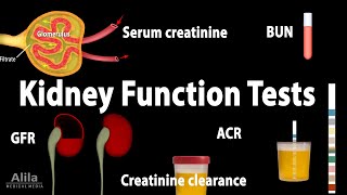 Kidney Function Tests Animation [upl. by Kermie]