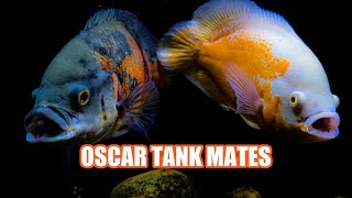 Best Oscar Fish Tank Mates [upl. by Nishom243]