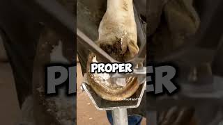 Satisfying Hoof Trimming horsegrooming hoof horsecare [upl. by Maupin]