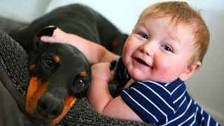 Doberman And Baby Playing Funny Compilation [upl. by Gnahc]