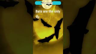 How Do Bats See in the Dark [upl. by Nillad320]