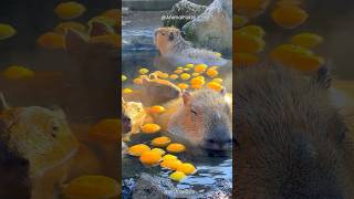 Capybaras  Water  Infinite Fun 💦 shorts capybara [upl. by Schatz]