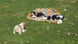 Cavalier King Charles Spaniel Puppies For Sale [upl. by Enuahs]