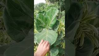 Lyrata ficus fiddle leaf fig Available for details contact in wathsapp 03091219692 foryou funny [upl. by Appilihp]