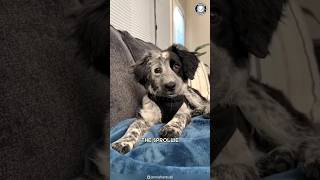 Sprollie 🐕 The Dynamic SpringerCollie Mix [upl. by Hurlow]