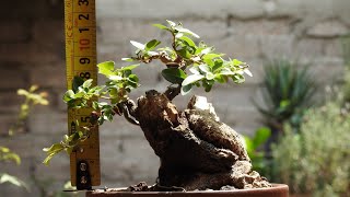 Ligustrum bonsai [upl. by Mendive]