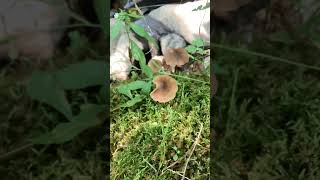 Some straight stalked entoloma mushrooms fungi fungus [upl. by Jen]