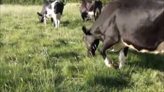 strip grazing dairy cows [upl. by Ahsimit]