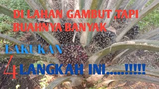 cara merawat kebun kelapa sawit di lahan gambut [upl. by Kevyn]