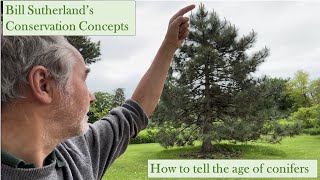 How to tell the age of a conifer tree [upl. by Solracnauj26]