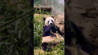 Cutest Panda in Smithsonian Zoo 🐼💕youtubehighfive [upl. by Jack]