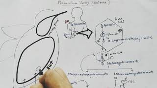 Plasmodium vivax life cycle Hindi Malaria [upl. by Manville]