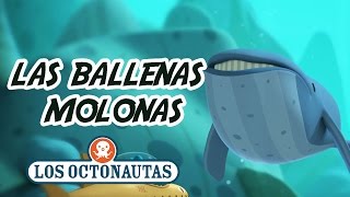 Los Octonautas Oficial en Español  Las ballenas molonas  Aventuras divertidas en el mar [upl. by Josephine401]