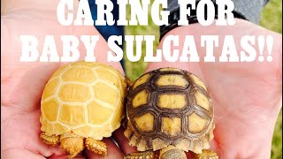 How To Take Care Of Baby Sulcata Tortoises [upl. by Nohsed786]