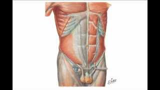 Abdominal Wall Hernias [upl. by Gilmer]