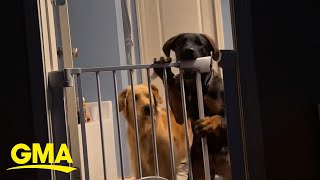 Watch these crafty dogs figure out how to unlock a doggy gate [upl. by Aramot182]