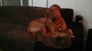 Dogue de Bordeaux reaction to the big bang [upl. by Laresa]