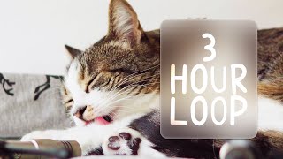 🎧 ASMR Cats Grooming 89 3 hour loop [upl. by Etnuad349]